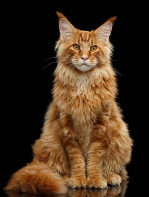 red-maine-coon-1.jpg