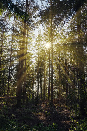 bielsko-biala-south-poland-sunrise-sunset-rays-penetrating-through-tall-trees-and-some-trees-c...jpg