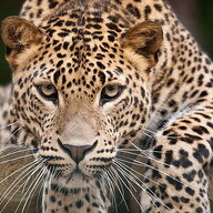 leopardprowl